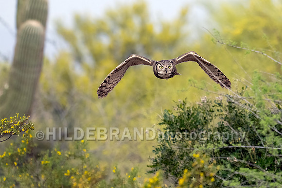 Great Horned Owl