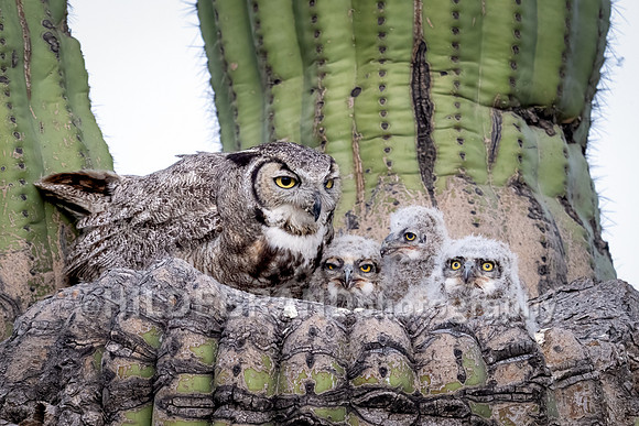 Great Horned Owl
