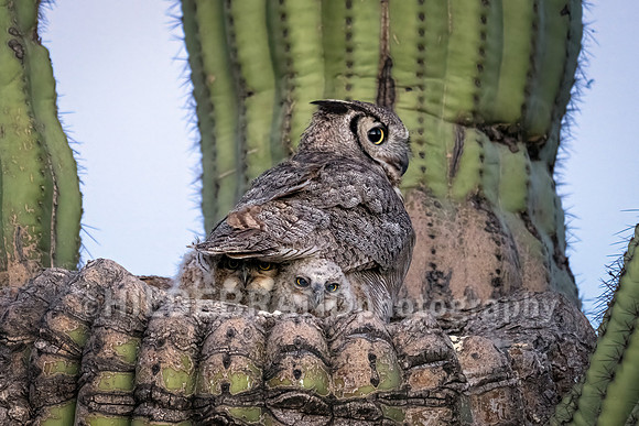 Great Horned Owl