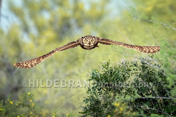 Great Horned Owl