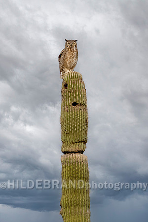 Great Horned Owl