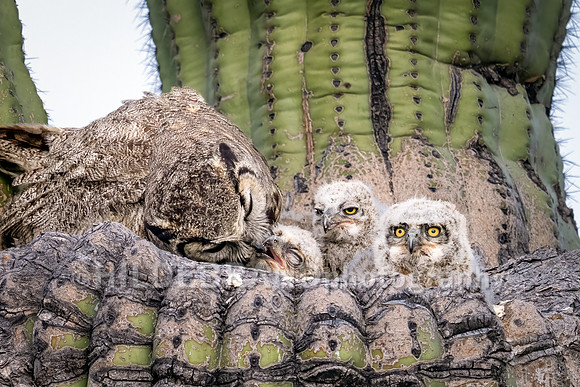 Great Horned Owl