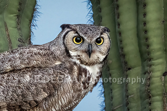Great Horned Owl