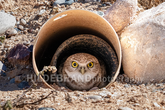 Burrowing Owl