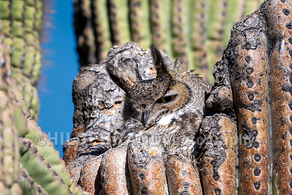 Great Horned Owl
