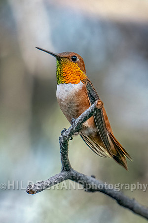 Rufous Hummingbird