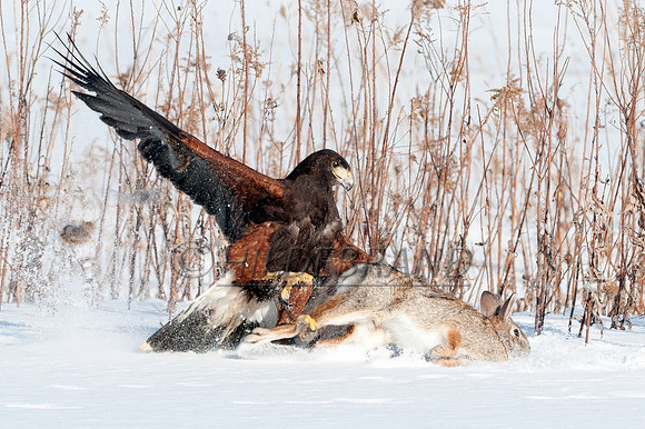 Predator and prey
