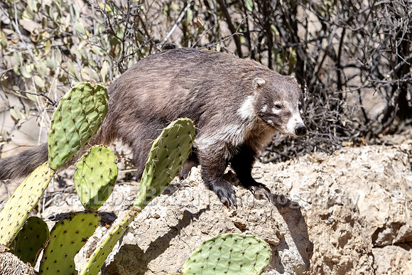Coatimundi