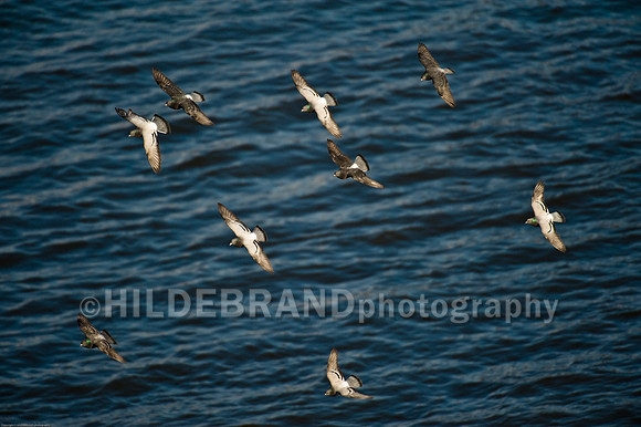 Pigeon's Over Water