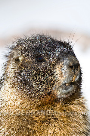 Yellow-bellied Marmot