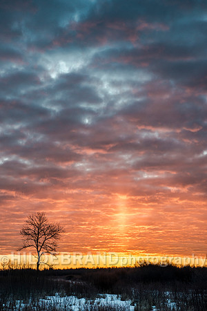 Bog Sunrise