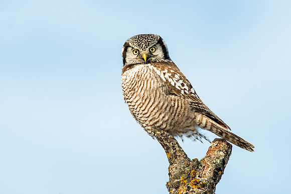 Northern Hawk-Owl