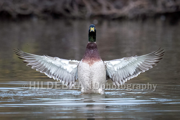 Mallard Duck