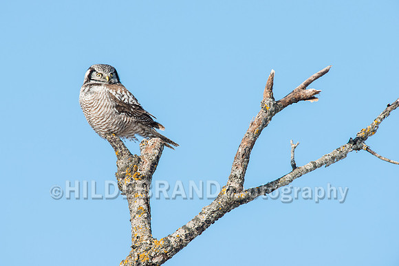 Northern Hawk-Owl