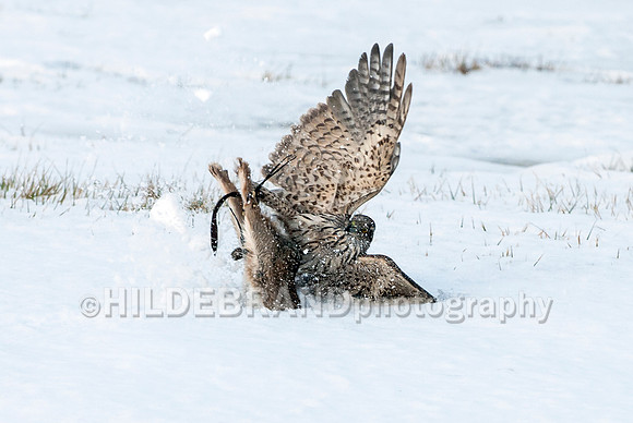 Goshawk on Rabbit