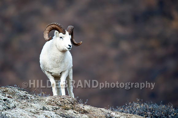 Dall Sheep