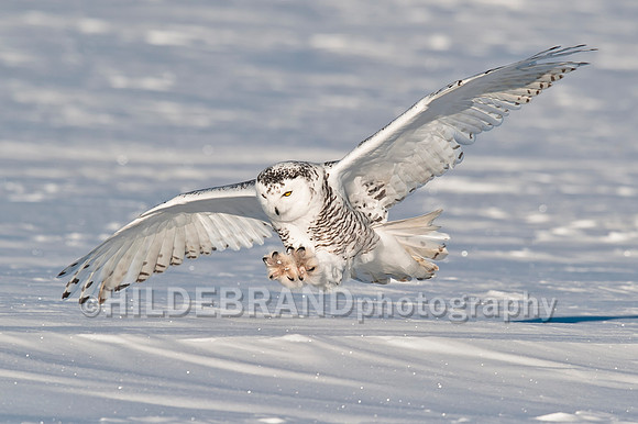 Snowy Owl