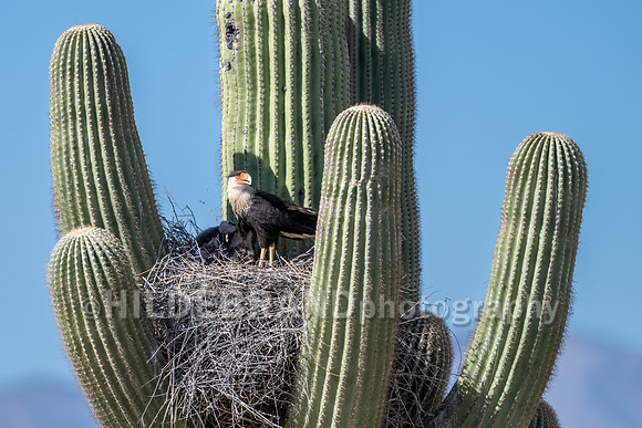 Crested Caracara