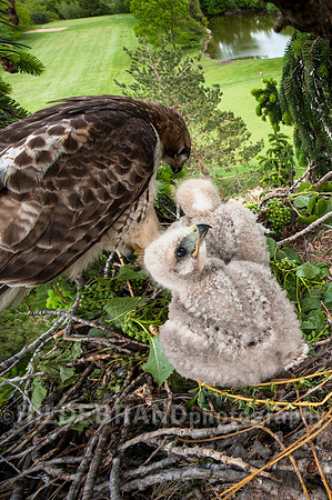 Feeding Time