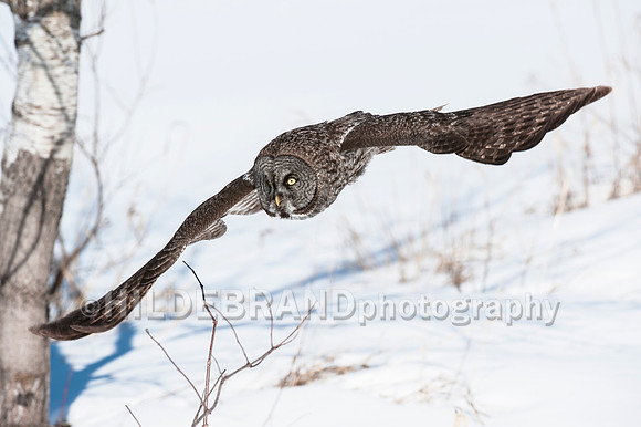 Great Gray Owl