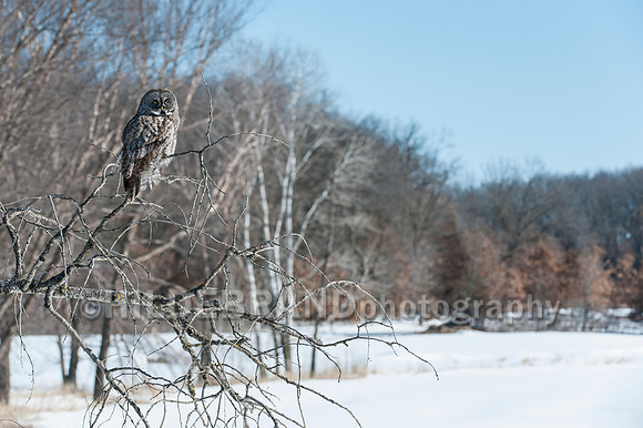 Great Gray Owl