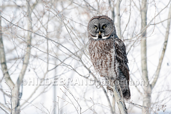 Great Gray Owl