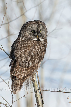 Great Gray Owl