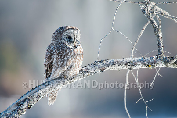 Great Gray Owl