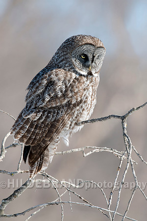 Great Gray Owl