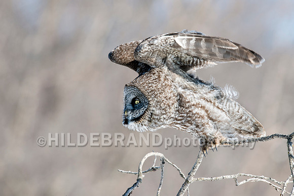 Take Flight