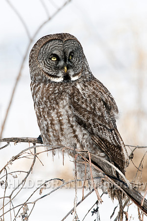 Great Gray Owl