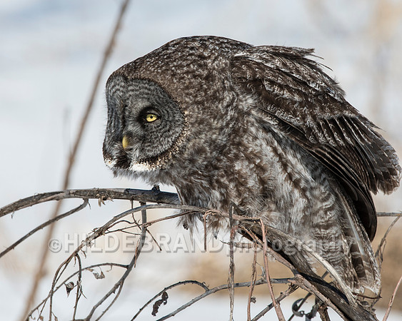 Great Gray Owl