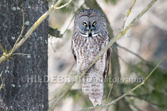 Great Gray Owl