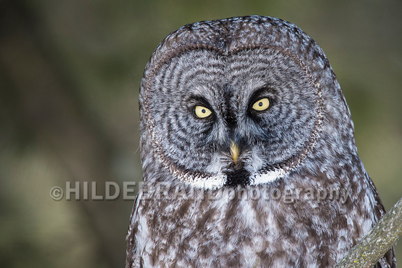 Great Gray Owl