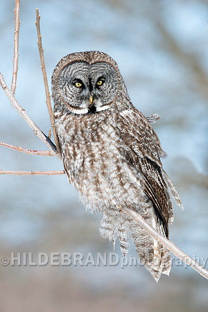 Great Gray Owl