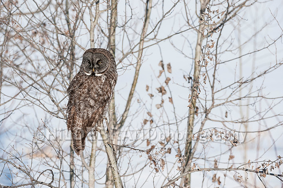 Great Gray Owl
