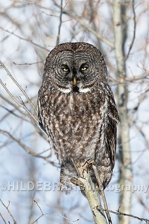 Great Gray Owl