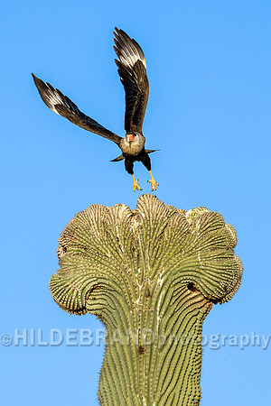 Crested Caracara