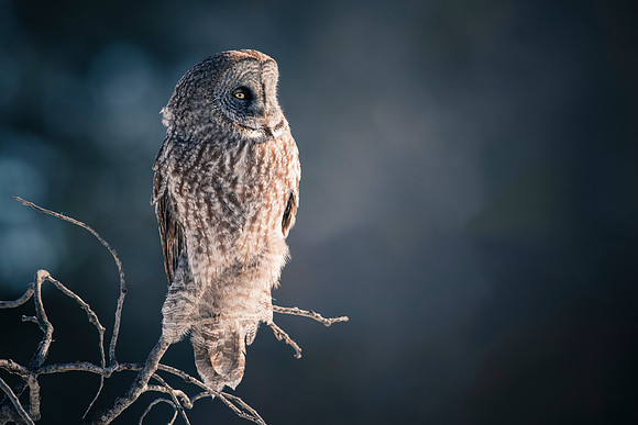First Light