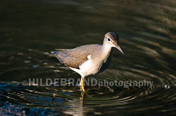 Spotted Sandpiper