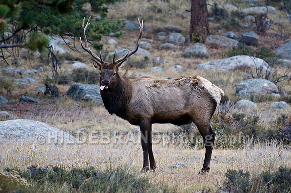 Bull Elk