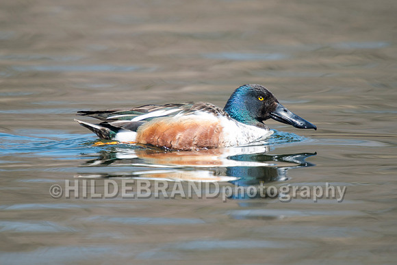 Northern Shoveler