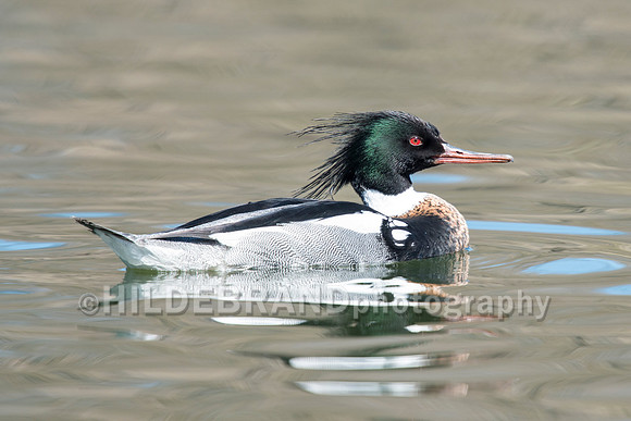 Red-breasted Merganser