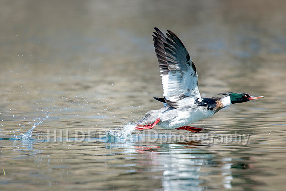 Red-breasted Merganser