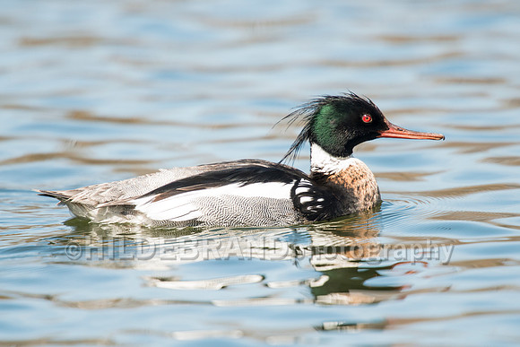Red-breasted Merganser