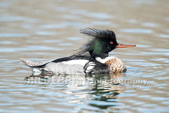 Red-breasted Merganser