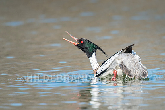 Red-breasted Merganser