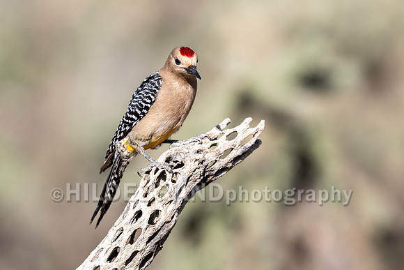 Gila Woodpecker