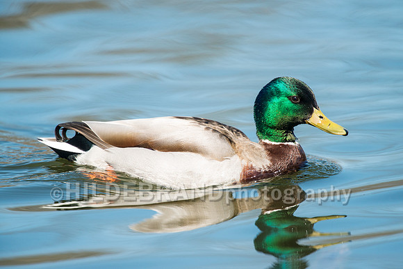 Mallard