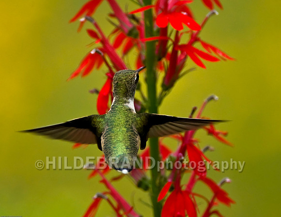 Ruby-Throated Hummingbird  "Immature Male"